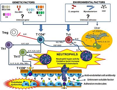 Understanding Behçet’s Disease in the Context of Innate <mark class="highlighted">Immunity Activation</mark>